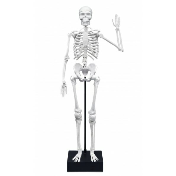 Squelette Géant Articulé 45 cm - Buki - Image 3