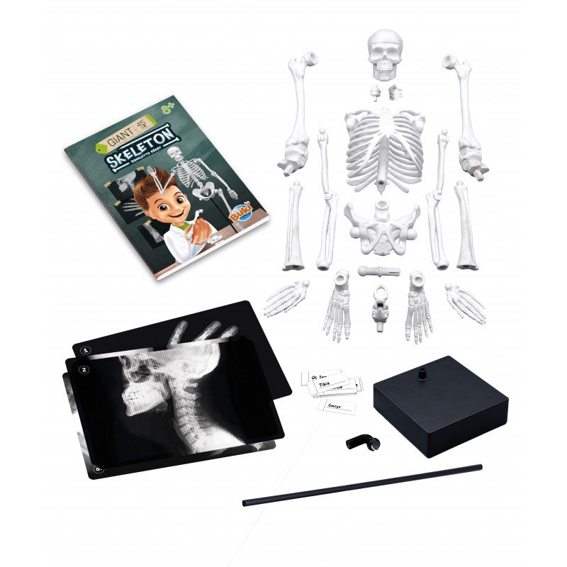 Squelette Géant Articulé 45 cm - Buki – Image 2