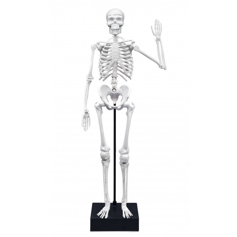 Squelette Géant Articulé 45 cm - Buki – Image 3