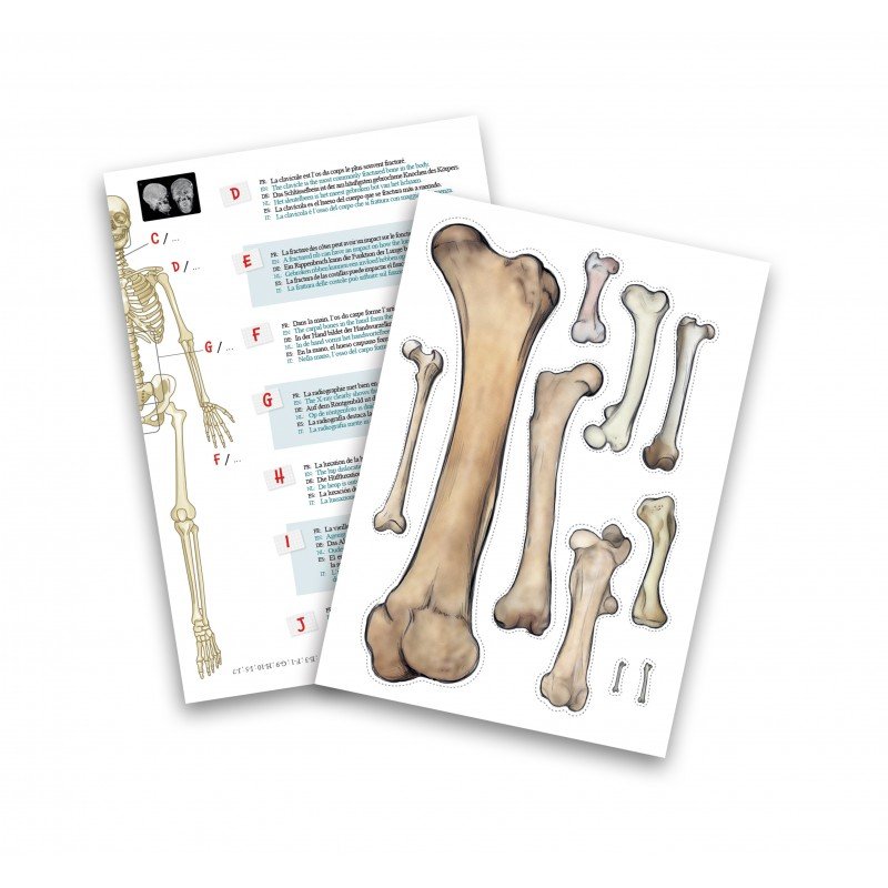 Squelette Géant Articulé 45 cm - Buki – Image 5