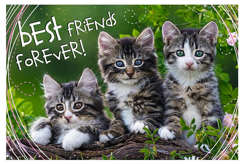 Trefl - Puzzle 260 pièces - Best Friends Forever – Image 2